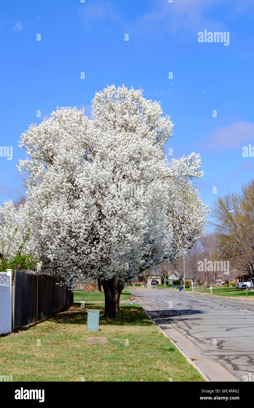 Pear trees blooming hires stock photography and images Alamy