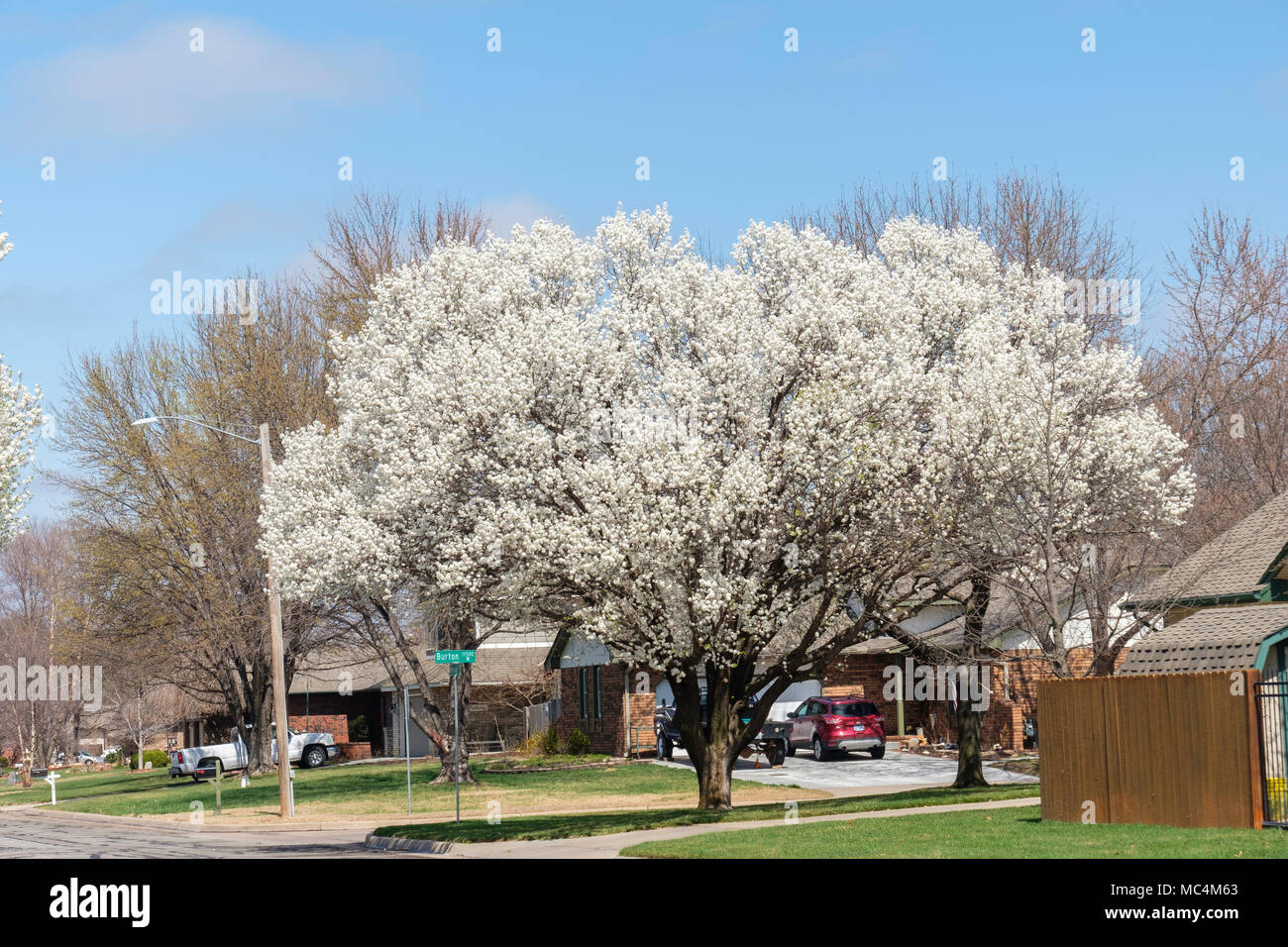 Spring flowering p hires stock photography and images Alamy