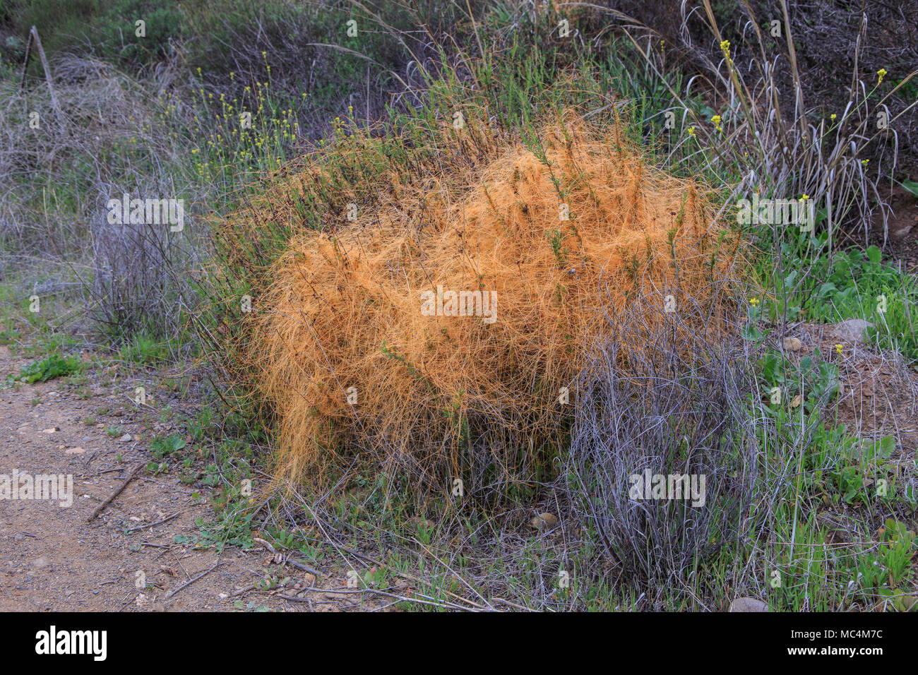 Dodder parasitic vine hires stock photography and images Alamy