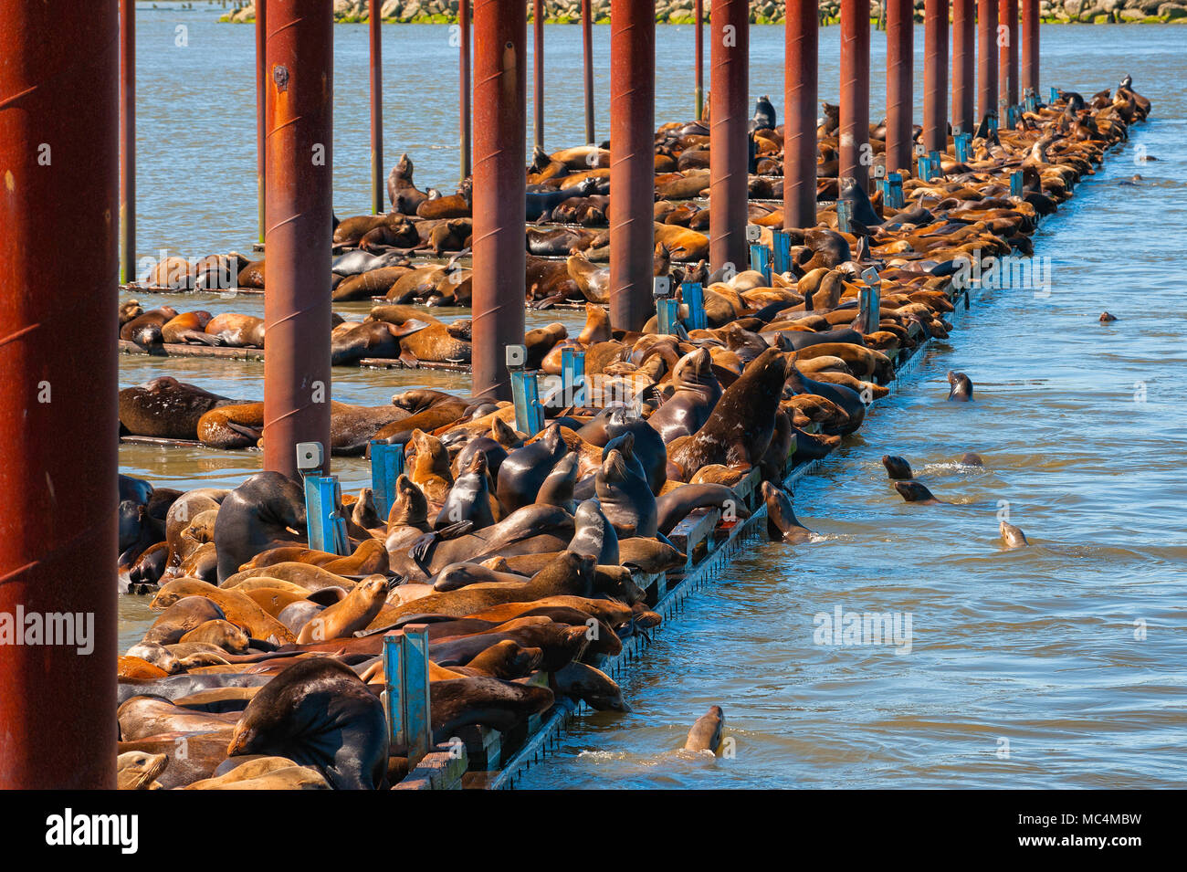 California seals pile on docks located on the Columbia River in Astoria, Oregon. Stock Photo