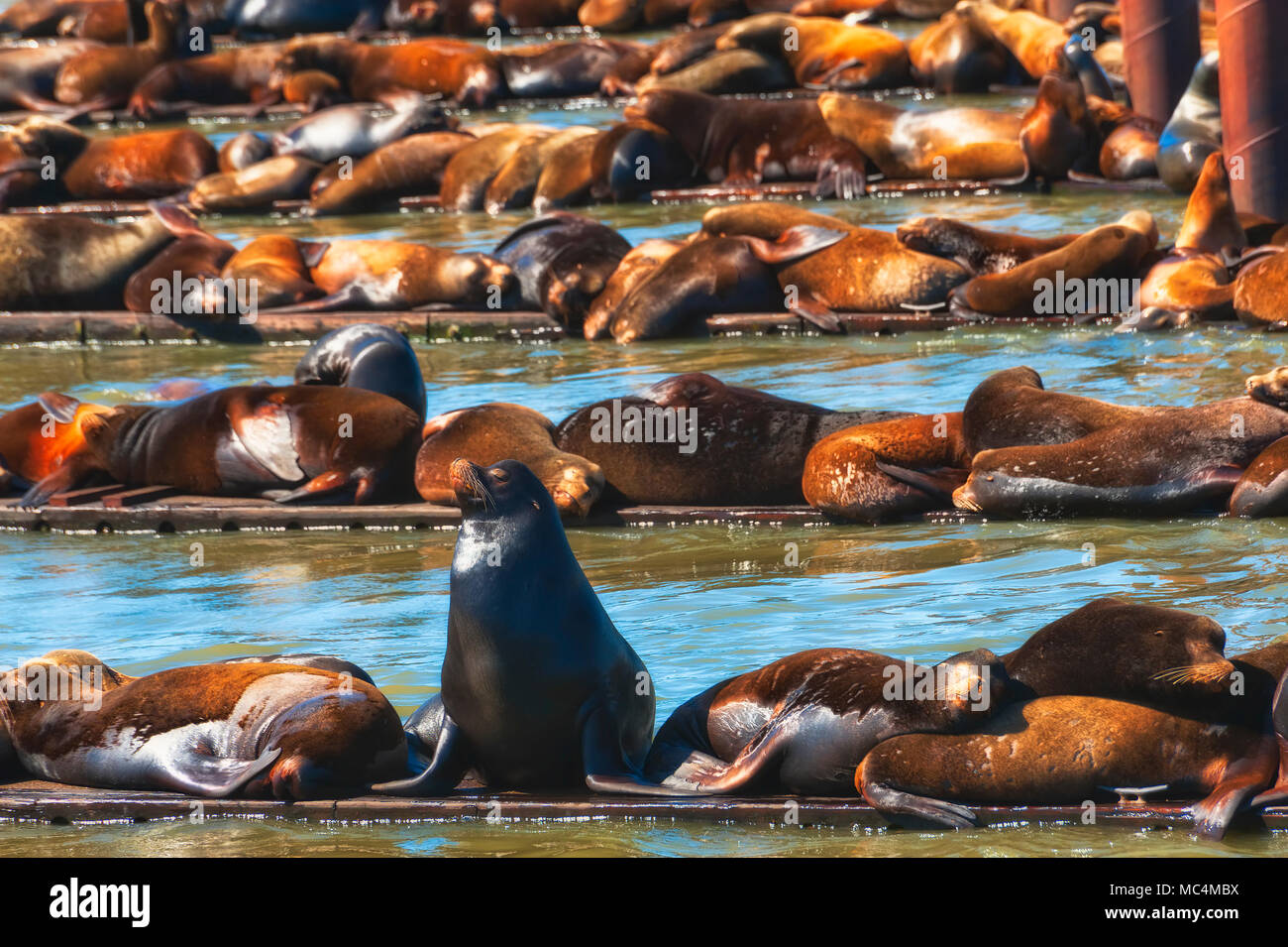 California seals pile on docks located on the Columbia River in Astoria, Oregon. Stock Photo