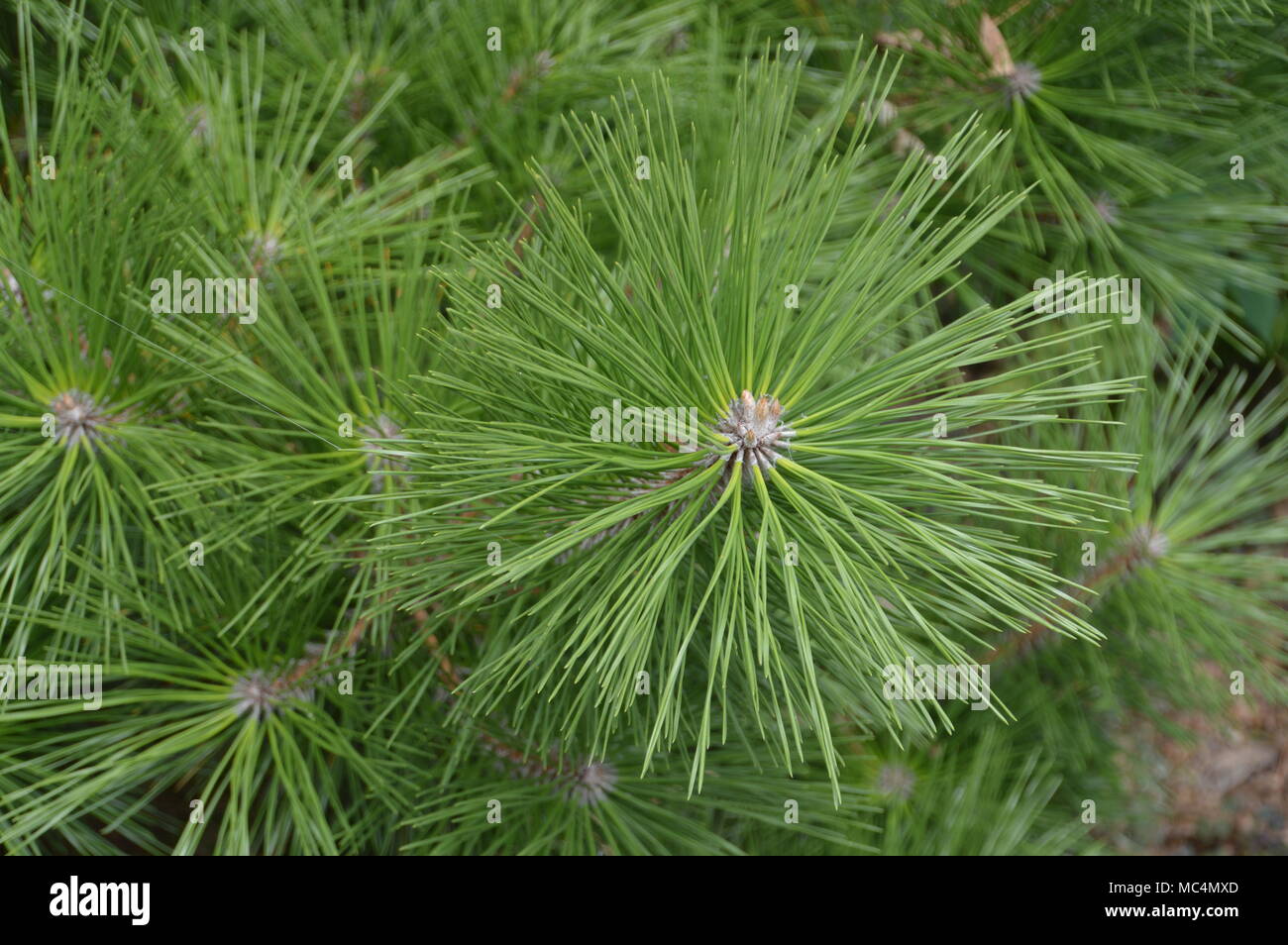 Close Up Of A Japanese Pine Tree Stock Photo
