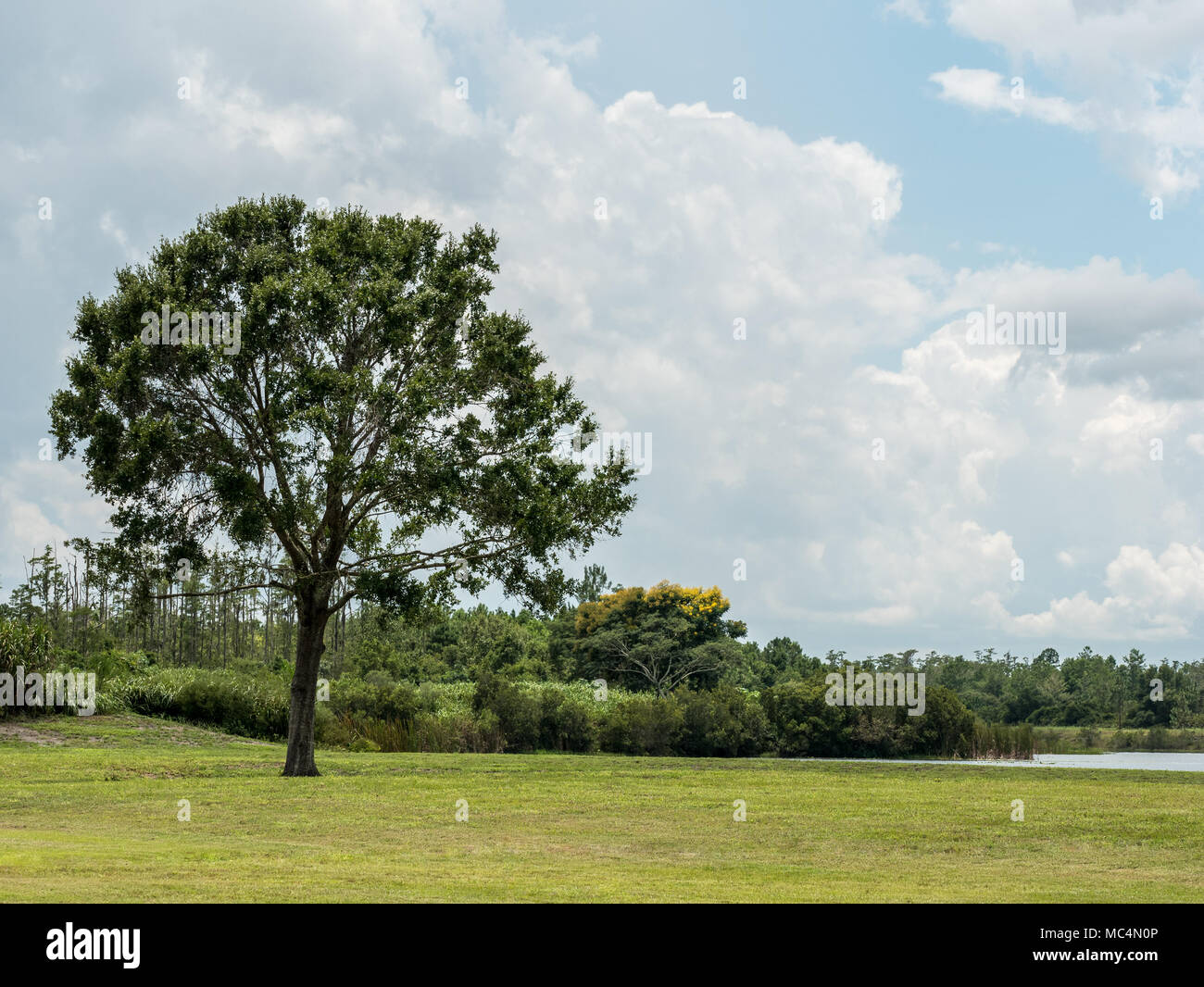 Large tree on a landscaped field next to a lake. Stock Photo