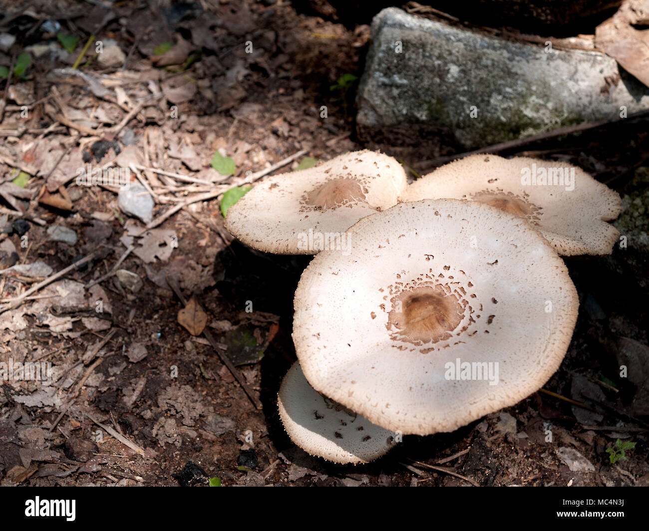 The Parasol Mushroom ,Flower soft spherical or elliptical. When the wide spread The middle button is convex caps A white parasol Stock Photo