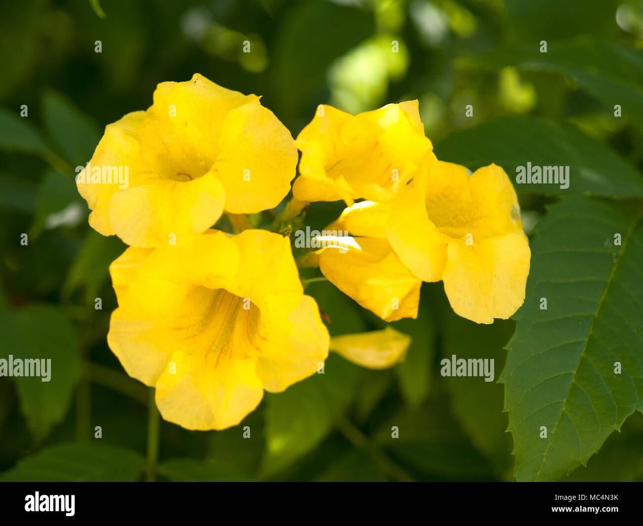 The yellow flower name hi-res stock photography and images - Alamy