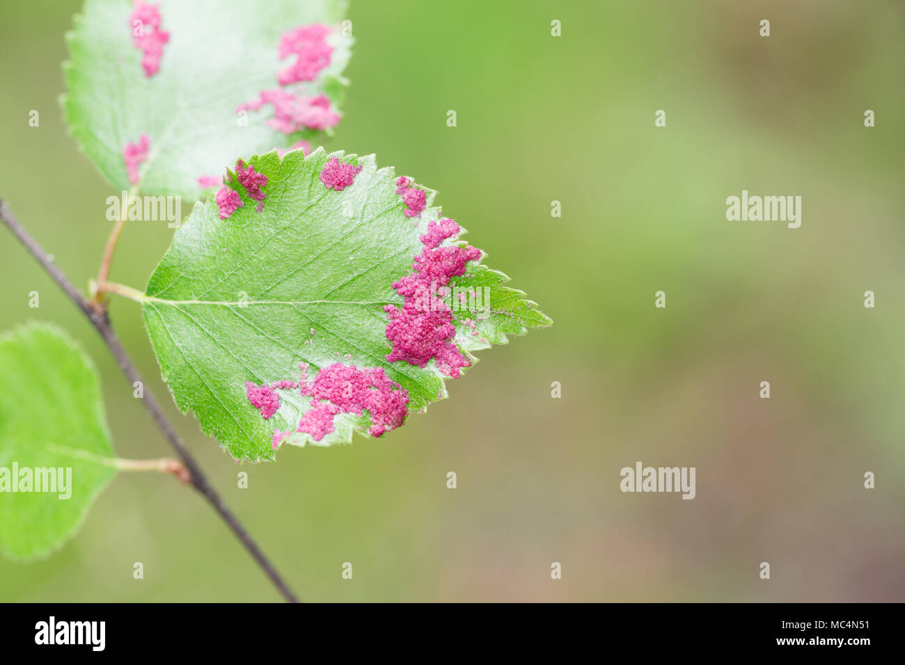 Disease birch hires stock photography and images Alamy