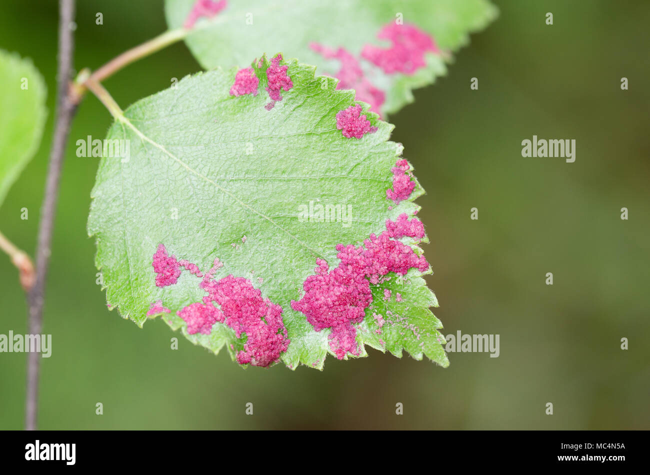 Red rash mite on birch Stock Photo - Alamy
