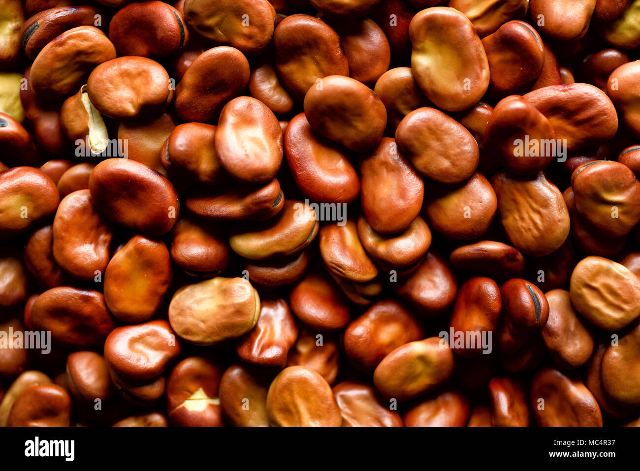 Organic dried broad beans background. Fava Vicia beans texture. Healthy