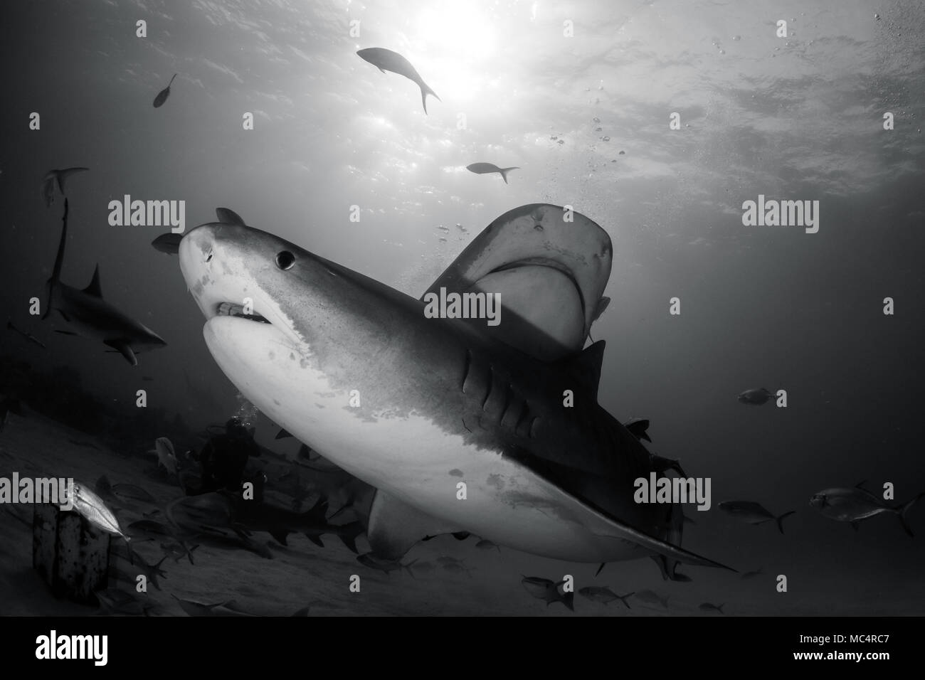 Two tiger sharks around Bahamas in Tiger Beach Stock Photo - Alamy