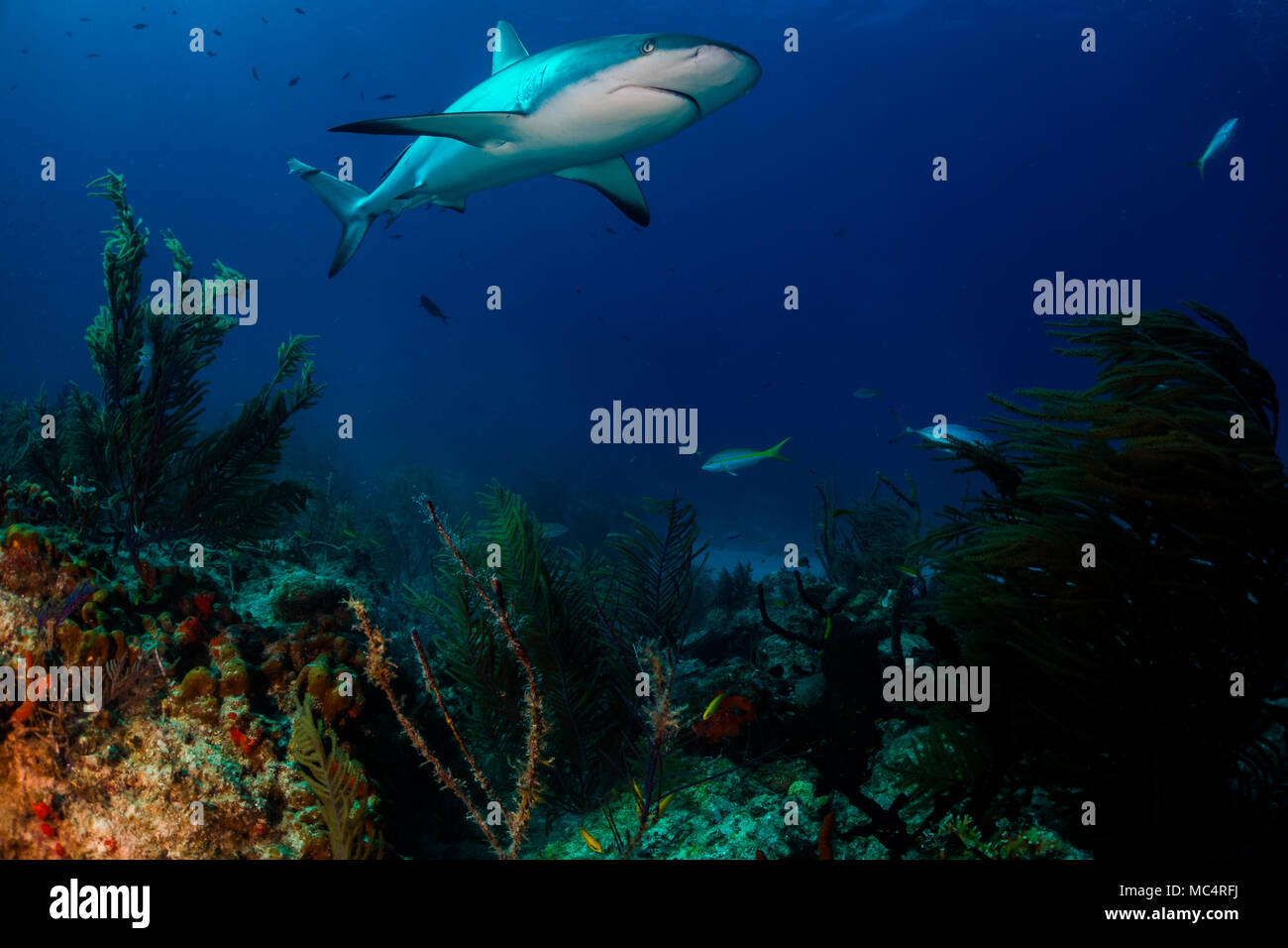 caribbean Reef Shark around the Bahamas Tiger Beach Stock Photo