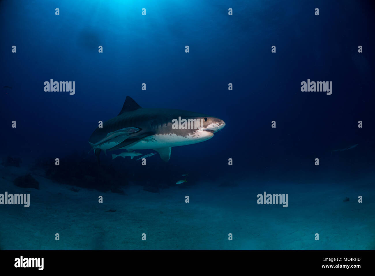 Tiger shark and jaws hi-res stock photography and images - Alamy