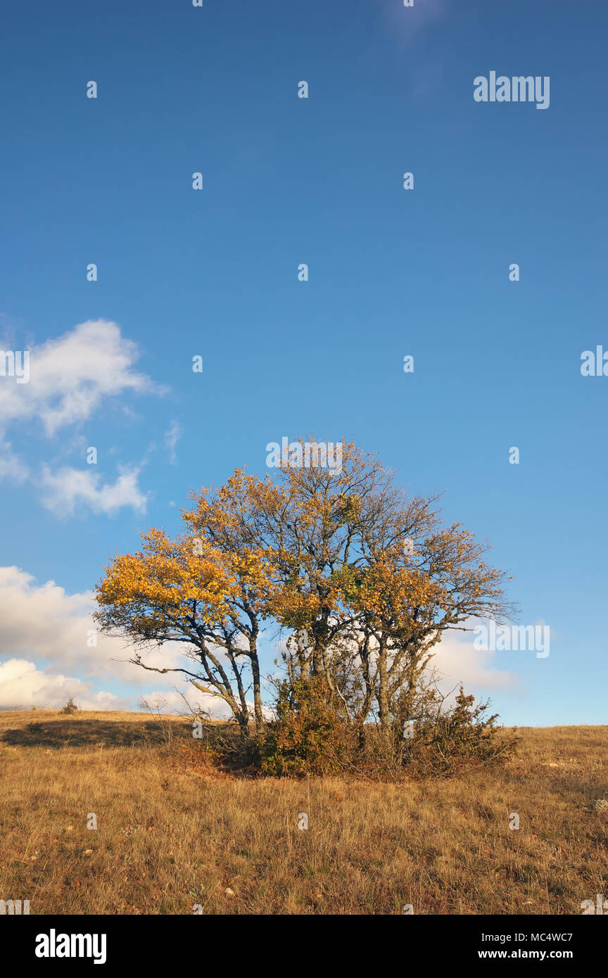 autumn tree. Composition of nature Stock Photo