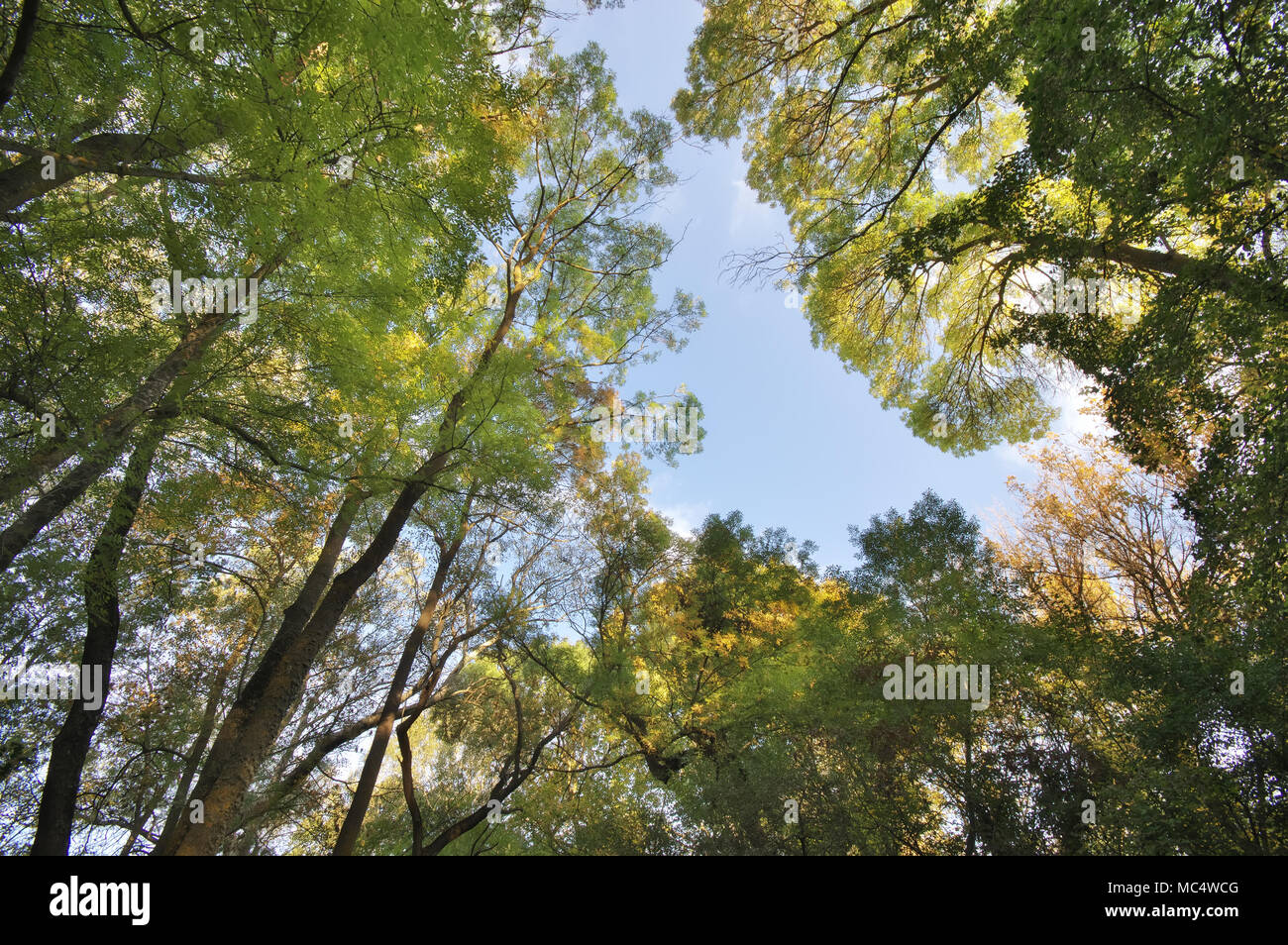Into the forest. Nature composition. Stock Photo