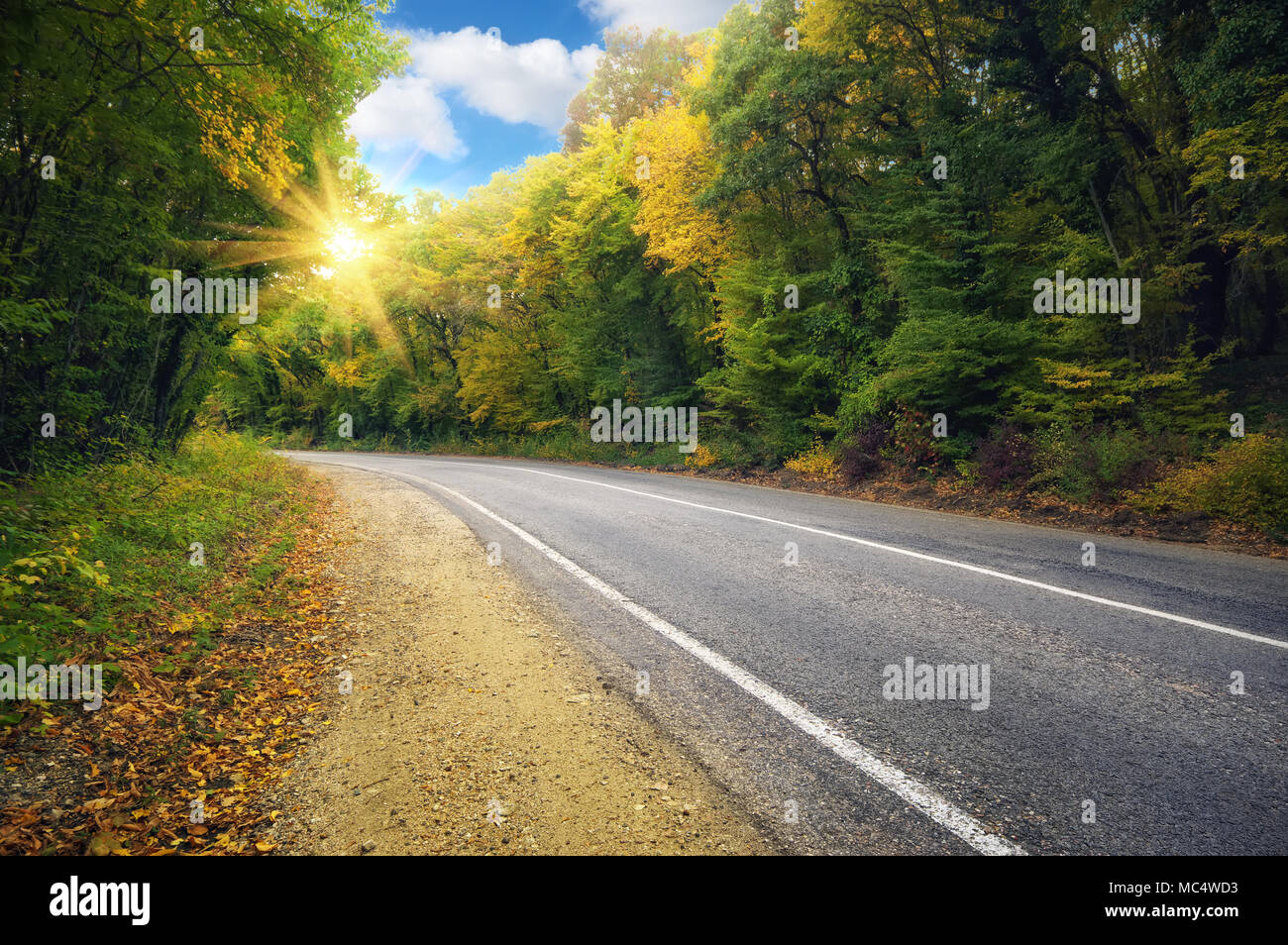 asphalt road and autumn forest Stock Photo - Alamy