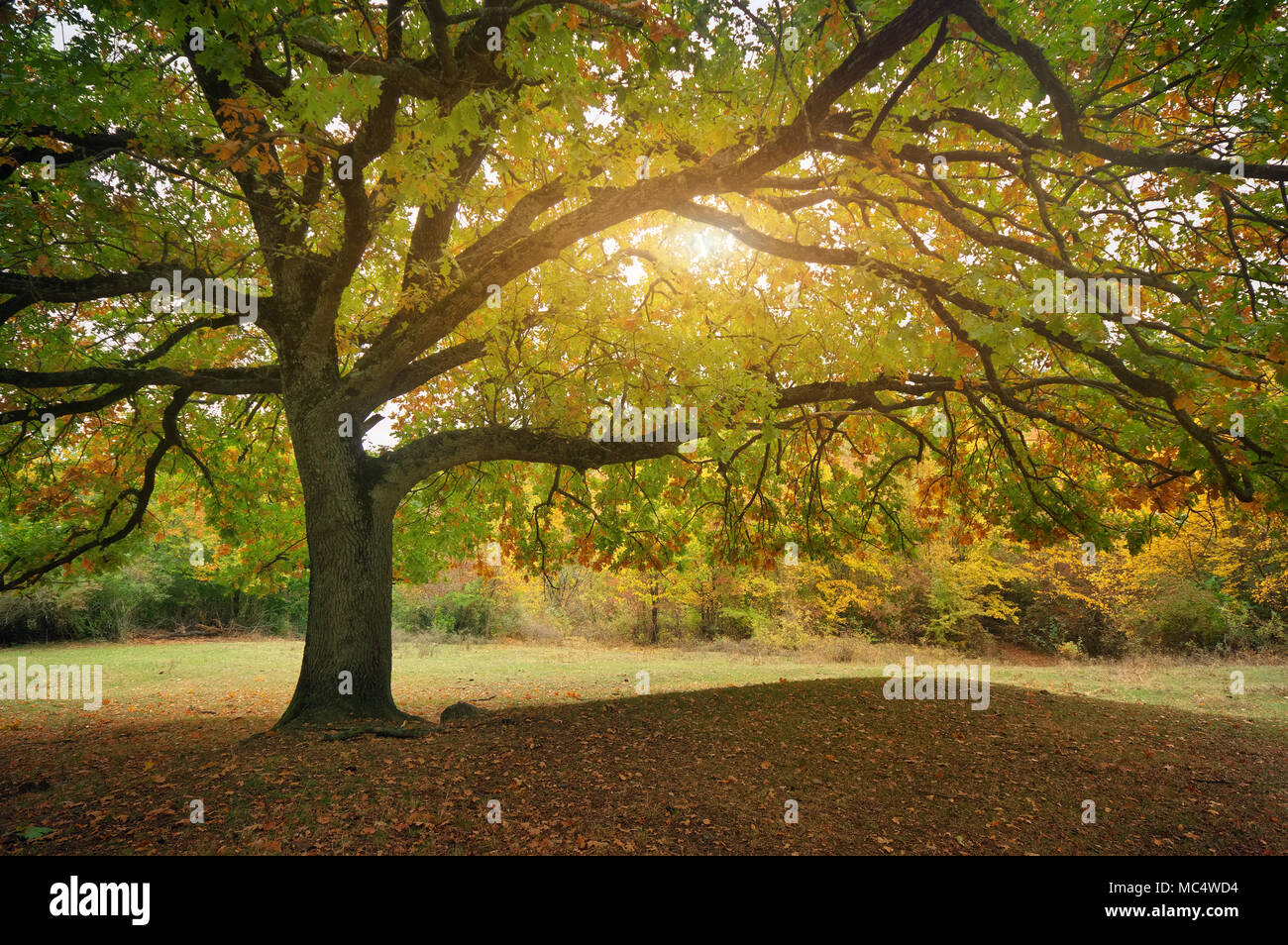 beautiful autumn oak tree branches. Composition of nature Stock Photo