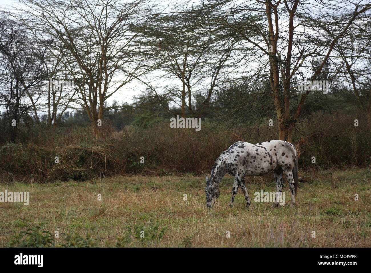 Spotted horse grazing in an open field. Stock Photo