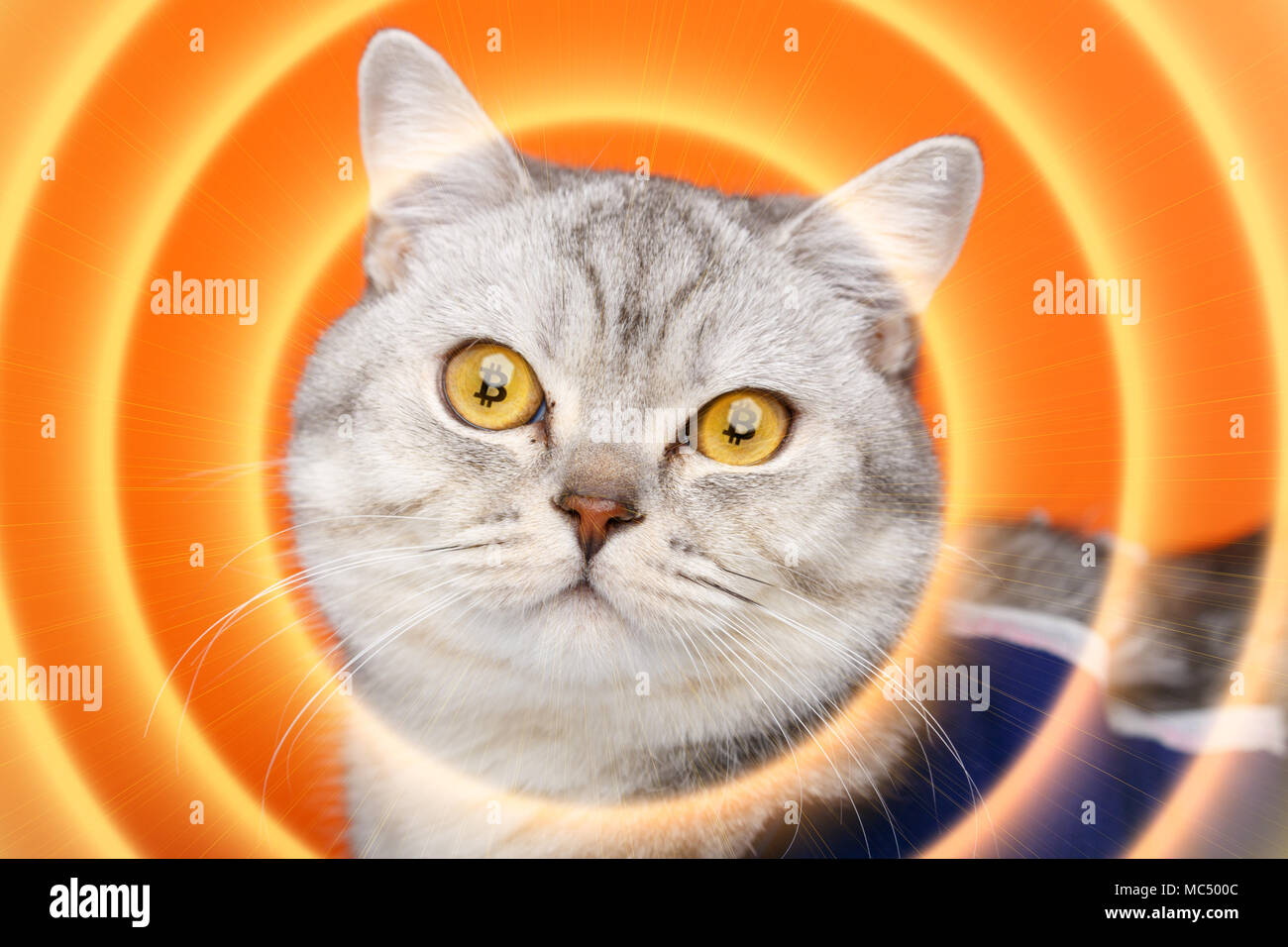 The crypto cat cryptocat with bitcoins in eyes Stock Photo - Alamy