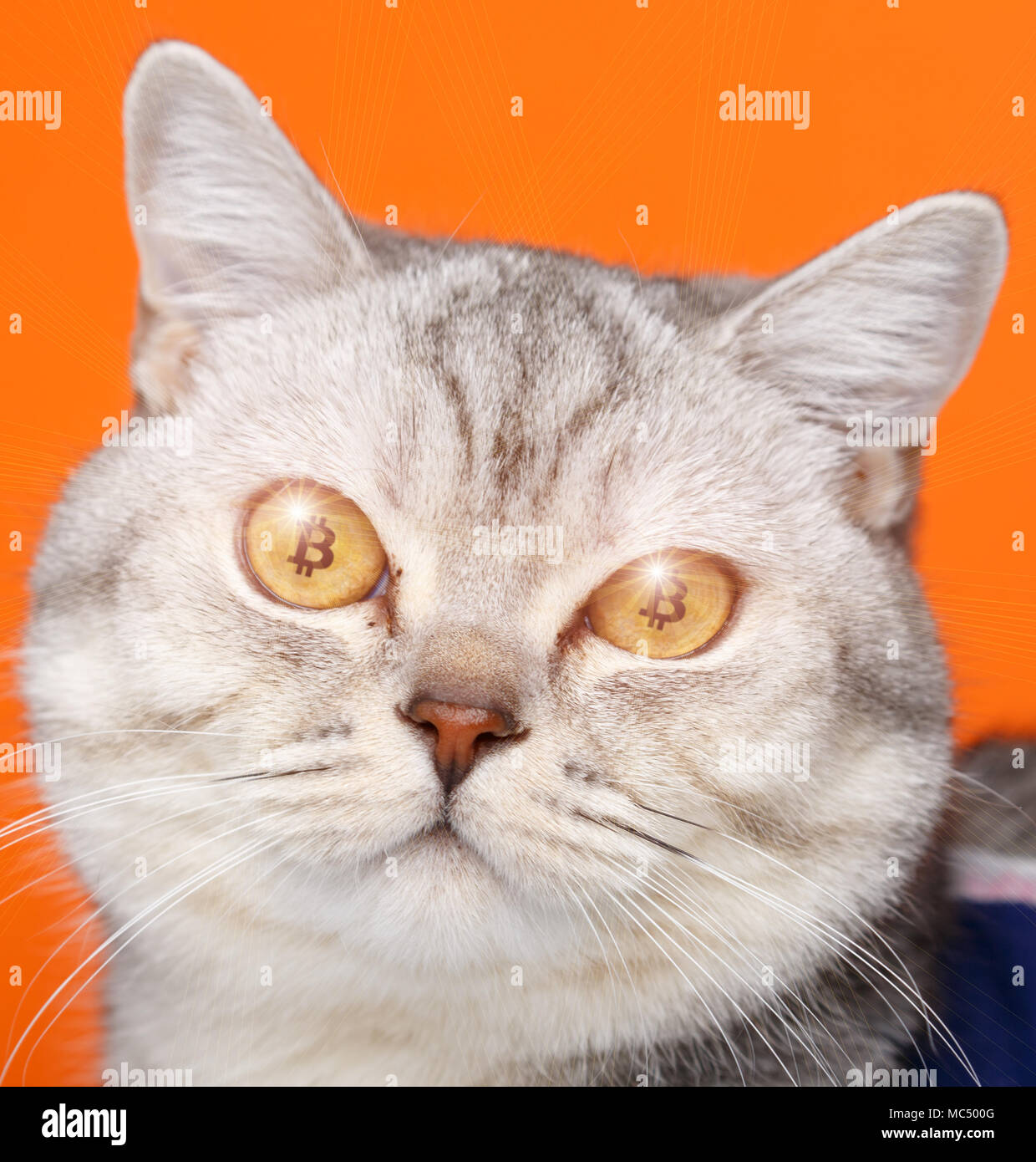 The crypto cat cryptocat with bitcoins in eyes Stock Photo - Alamy