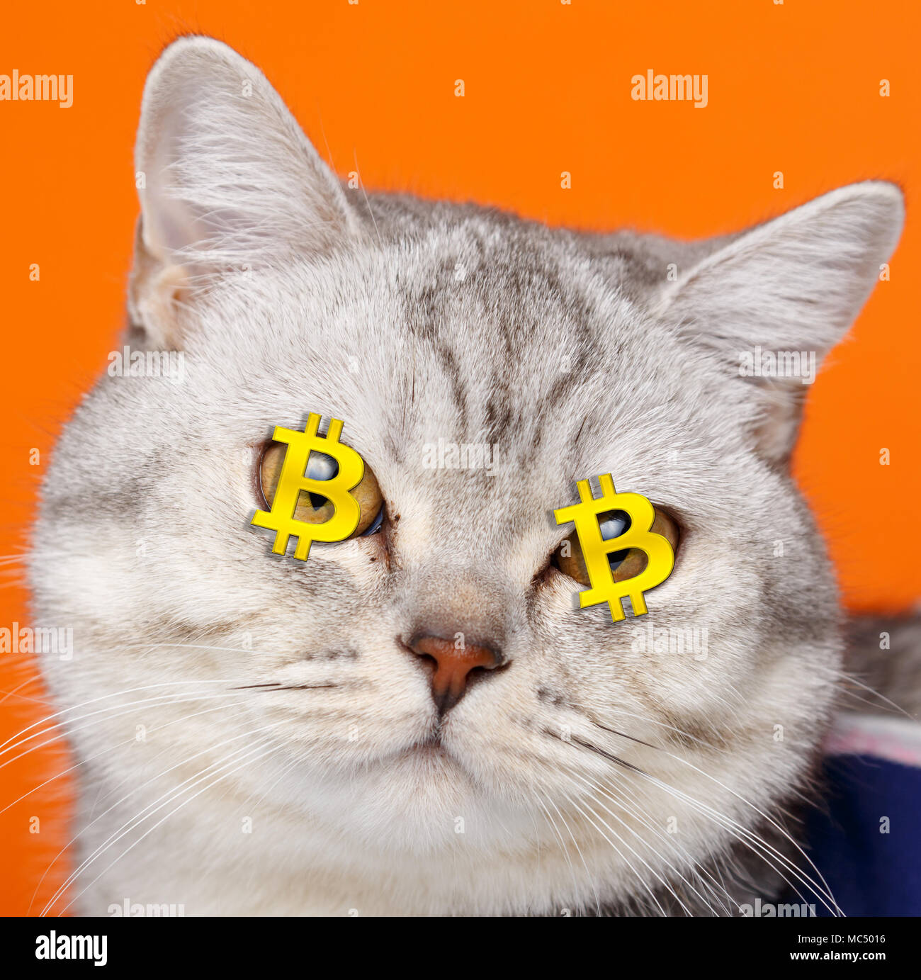 Криптовалюта кот. С нг крипто кот. Крипто коты. С нг крипто кот. Btc и котик.