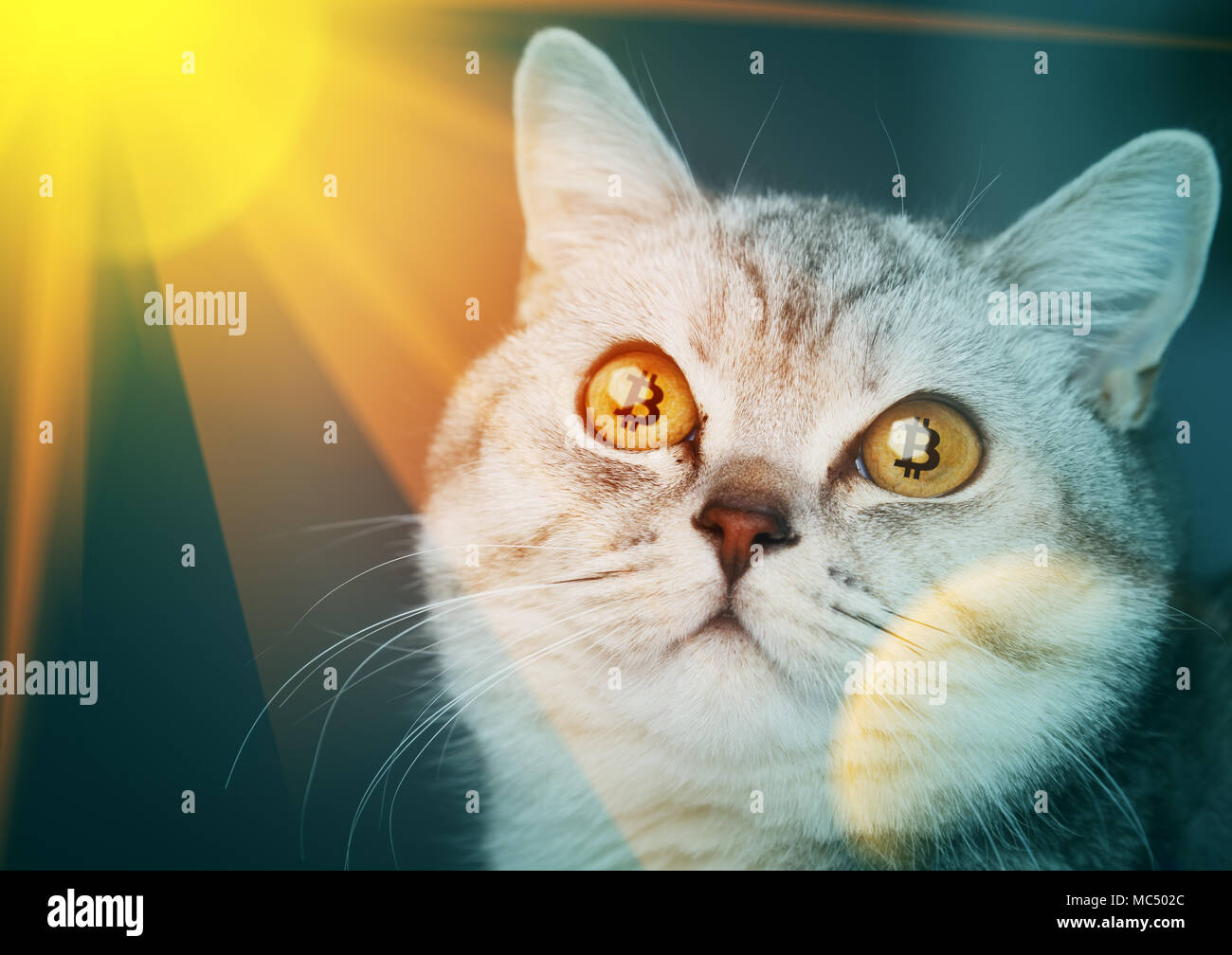 The crypto cat cryptocat with bitcoins in eyes Stock Photo - Alamy