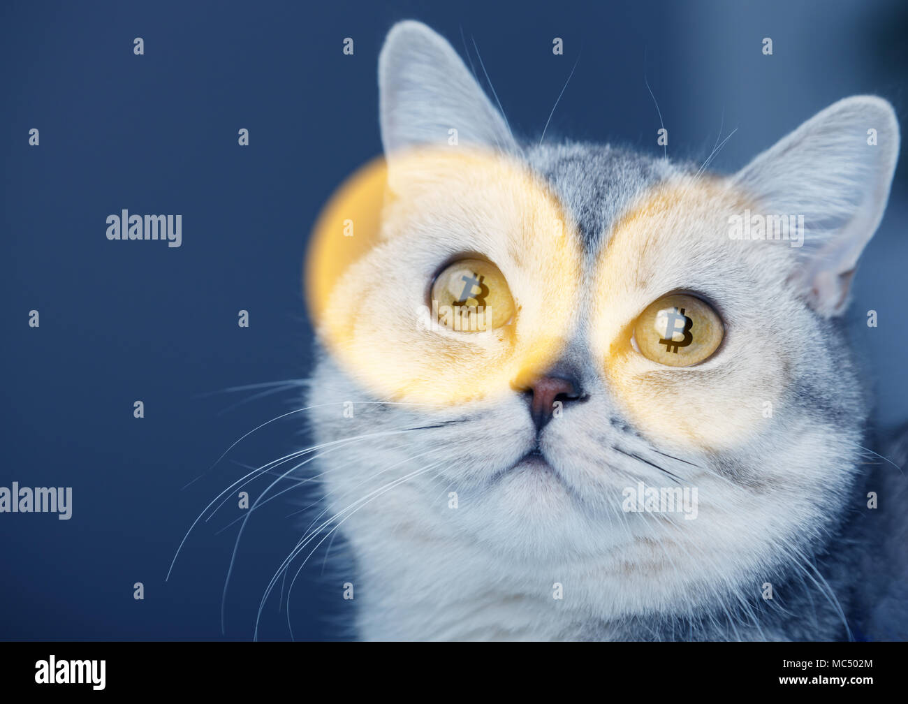 The crypto cat cryptocat with bitcoins in eyes Stock Photo - Alamy