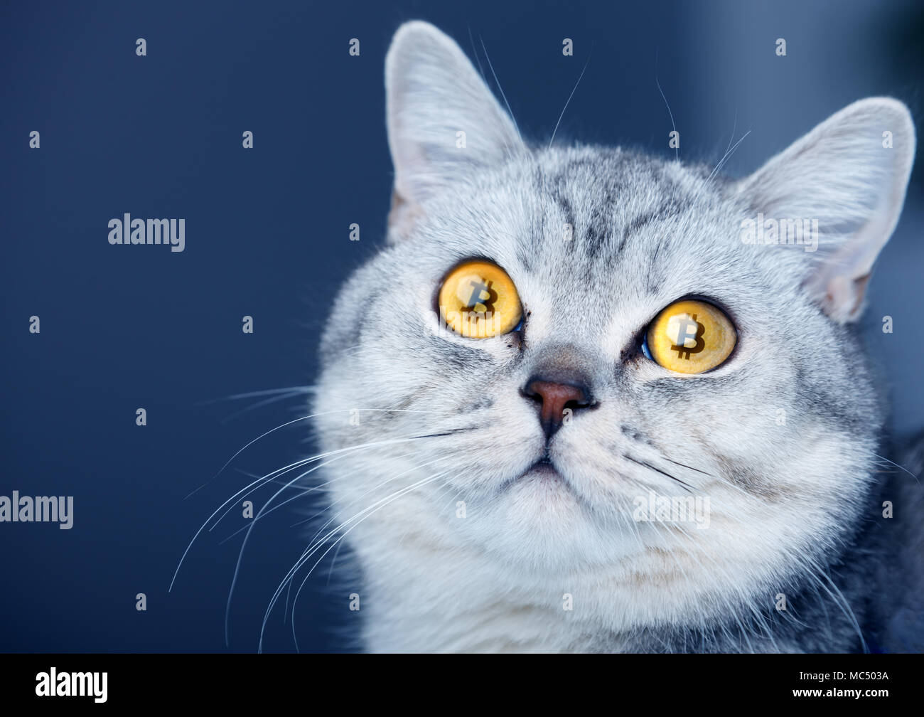 The crypto cat cryptocat with bitcoins in eyes Stock Photo - Alamy