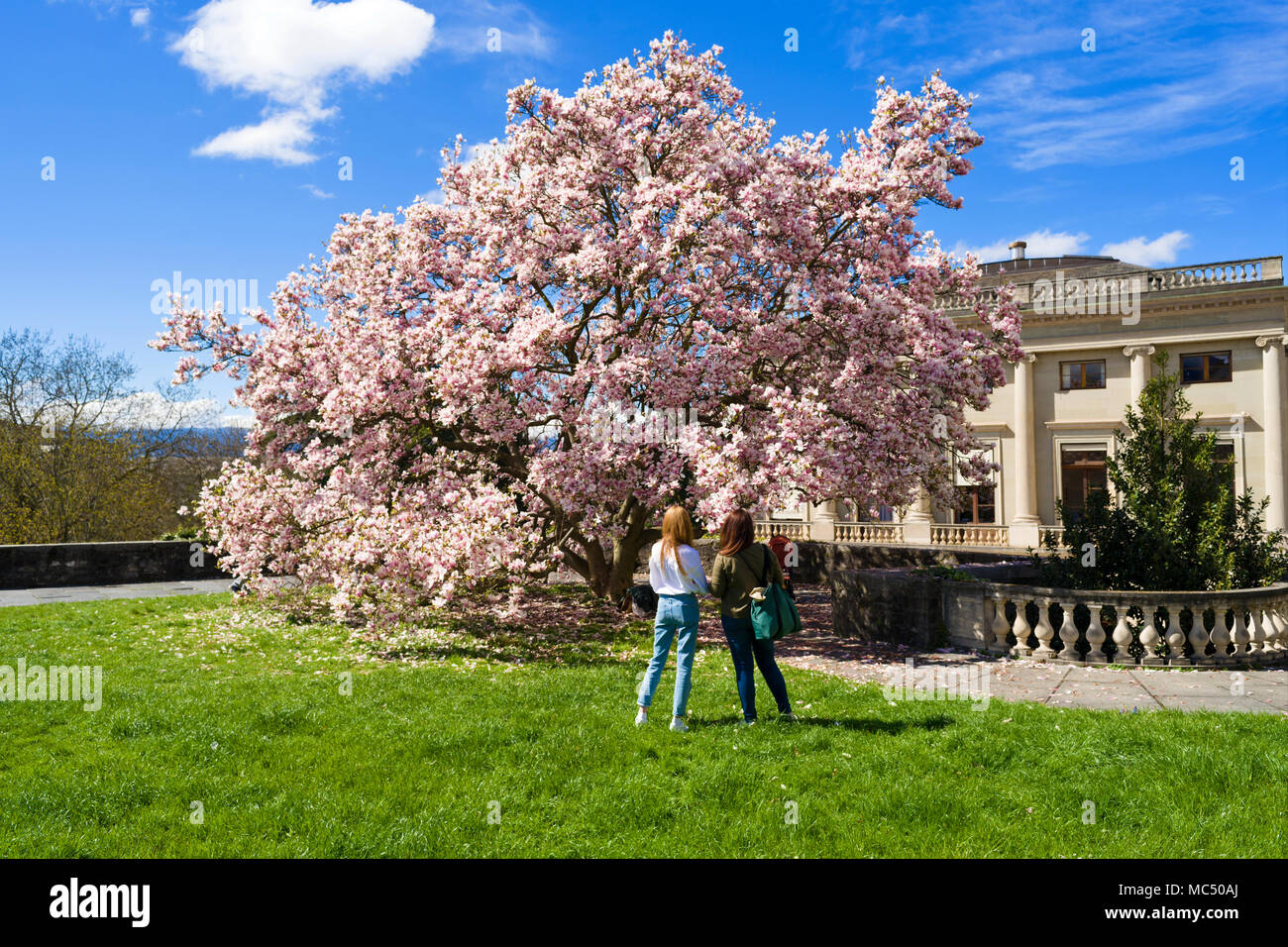 Geneva, Switzerland  Magnolia Big Dude is bastions park Stock Photo