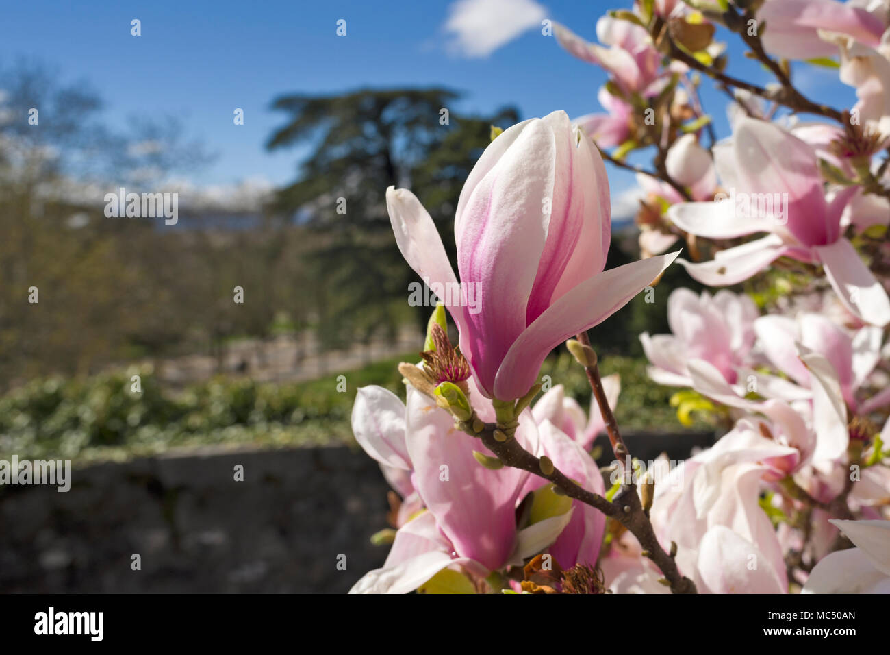 Geneva, Switzerland  Magnolia Big Dude is bastions park Stock Photo
