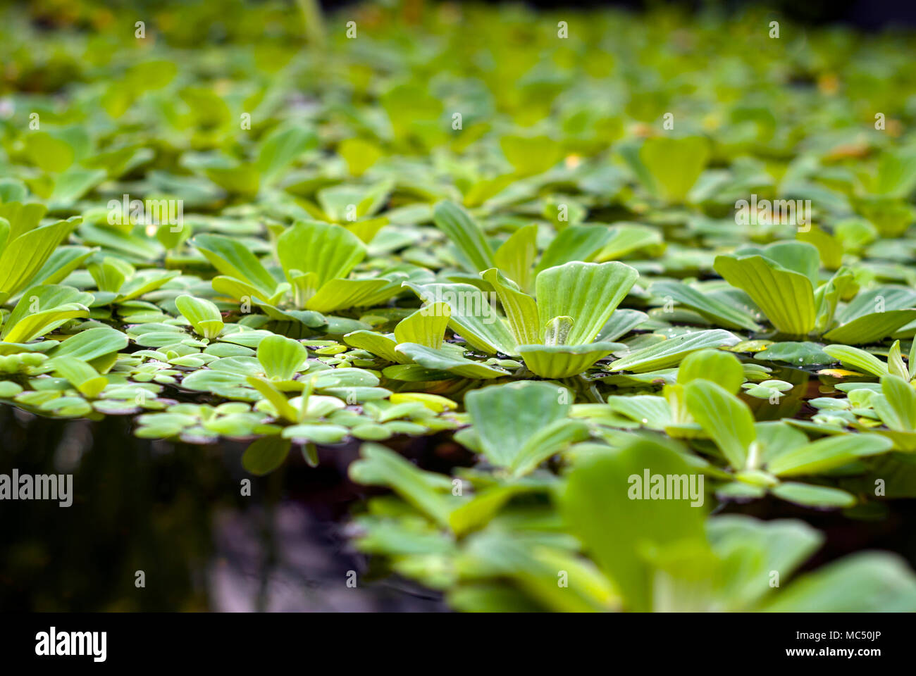 water cabbage (Pistia stratiotes, water lettuce, Nile cabbage, or