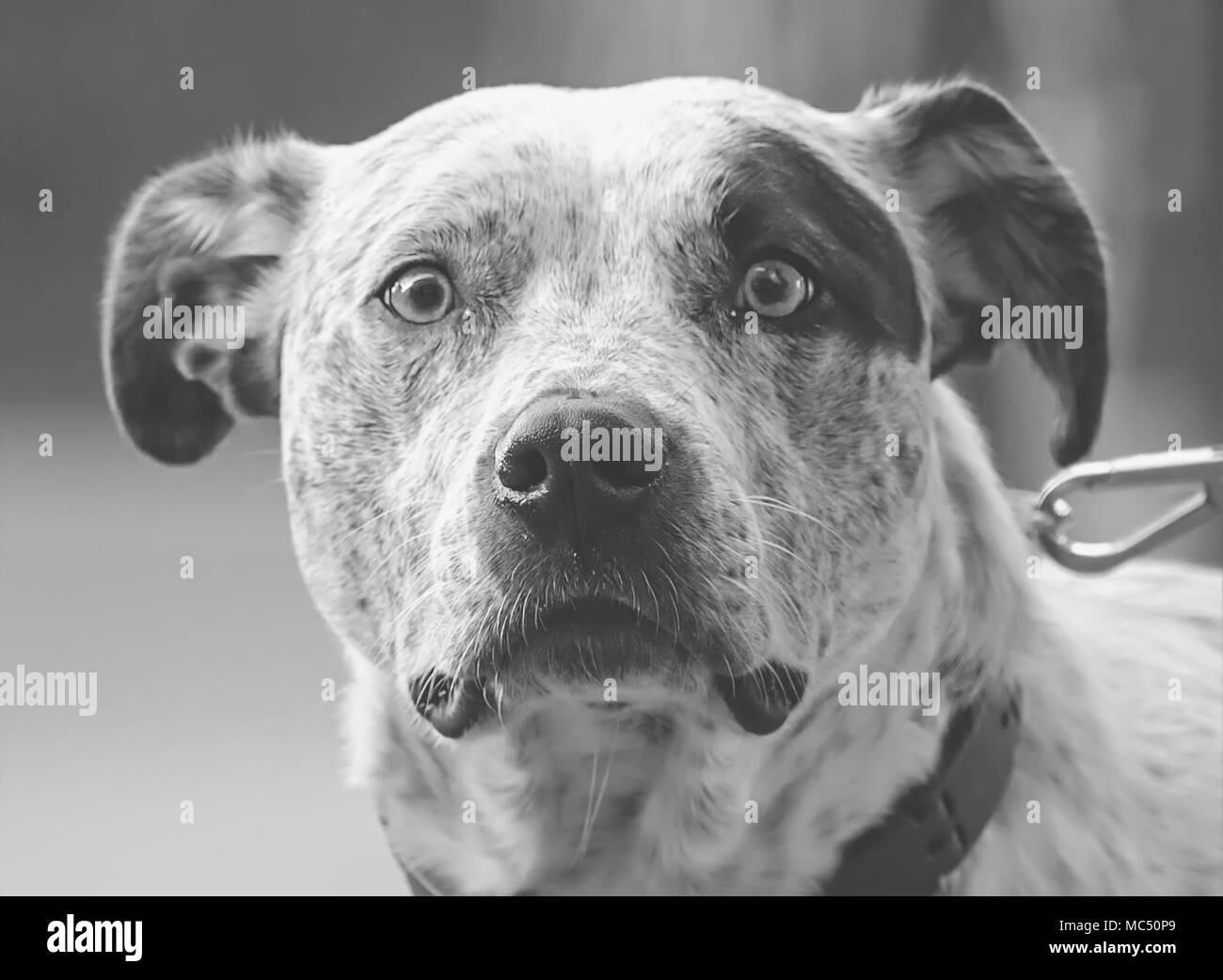 dog close up Stock Photo Alamy