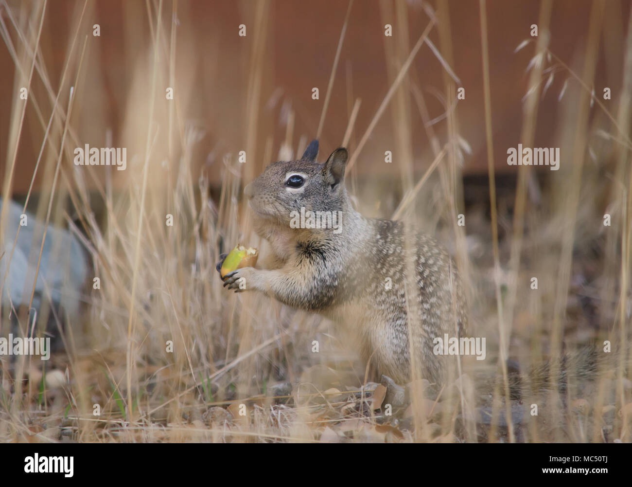 Tree Squirrel Eating Stock Photo