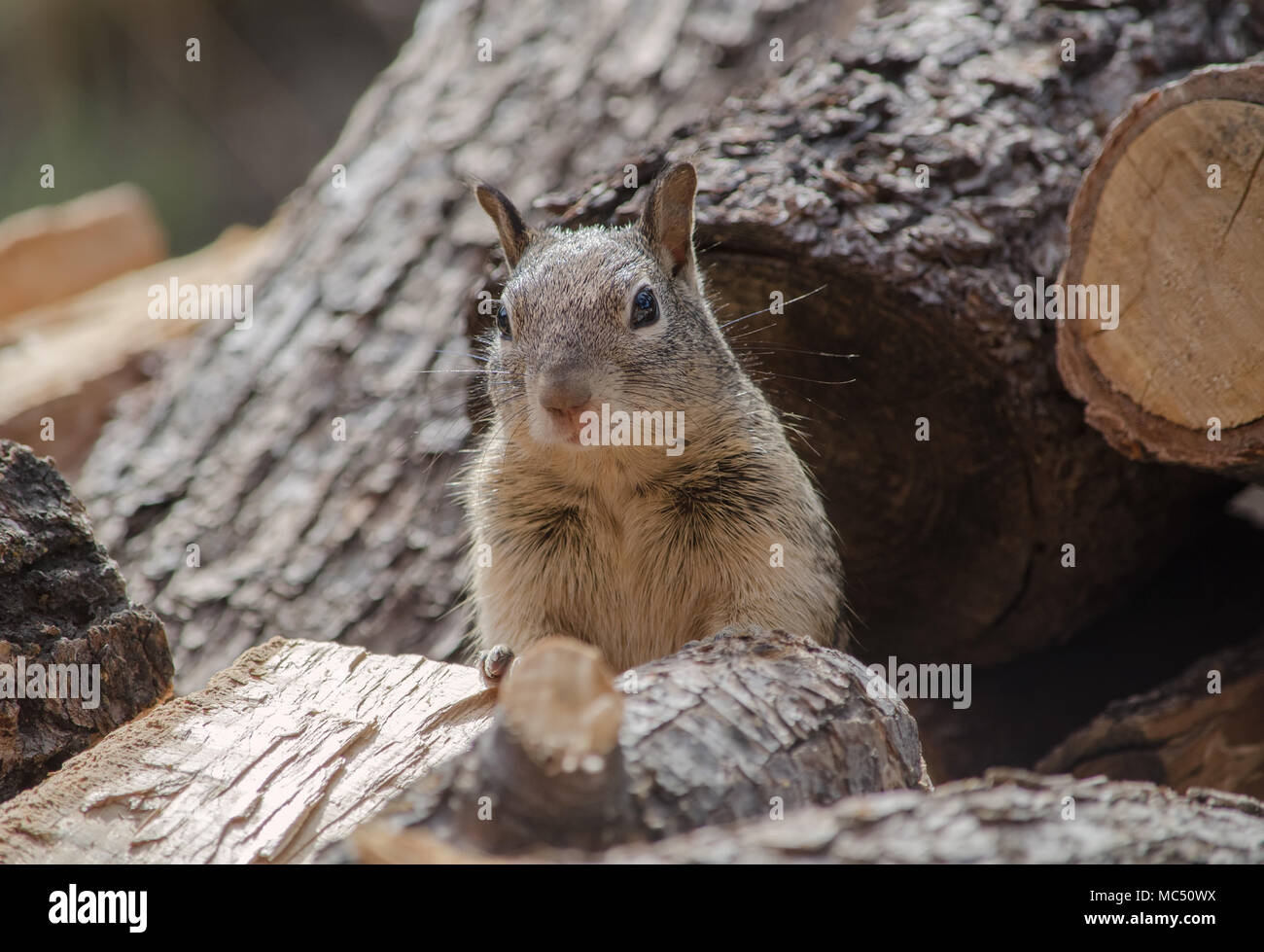 Tree Squirrel Stock Photo