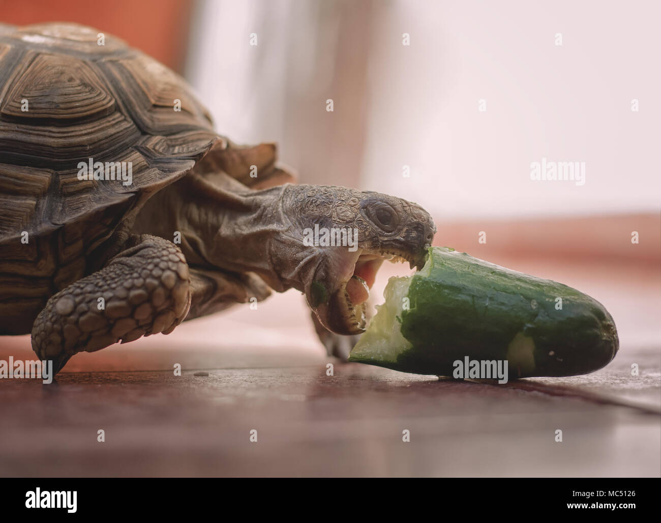 Turtle Eating Close Up Stock Photo