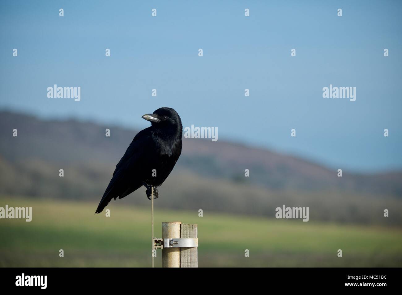 Young juvenile black crow perched on a road sign with bokeh, a blurred background of green fields at Brook near Compton Bay, Isle of Wight. Stock Photo