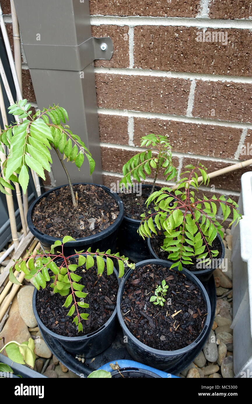 Bonsai Baum Garten Seedsown Curry Leaf Tree Murraya Koenigii Tree In A 4-inch Pot Curry Samen