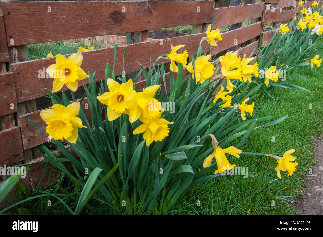 Clump of Narcissi (Daffodil) naturlised in a grassed area. Stock Photo