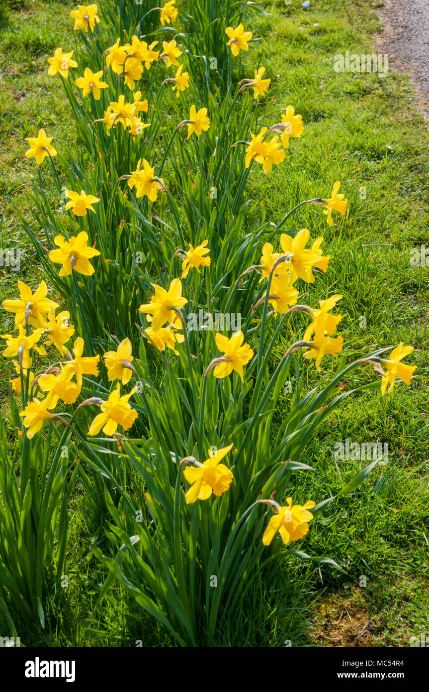 Clump of Narcissi (Daffodil) naturlised in a grassed area. Stock Photo