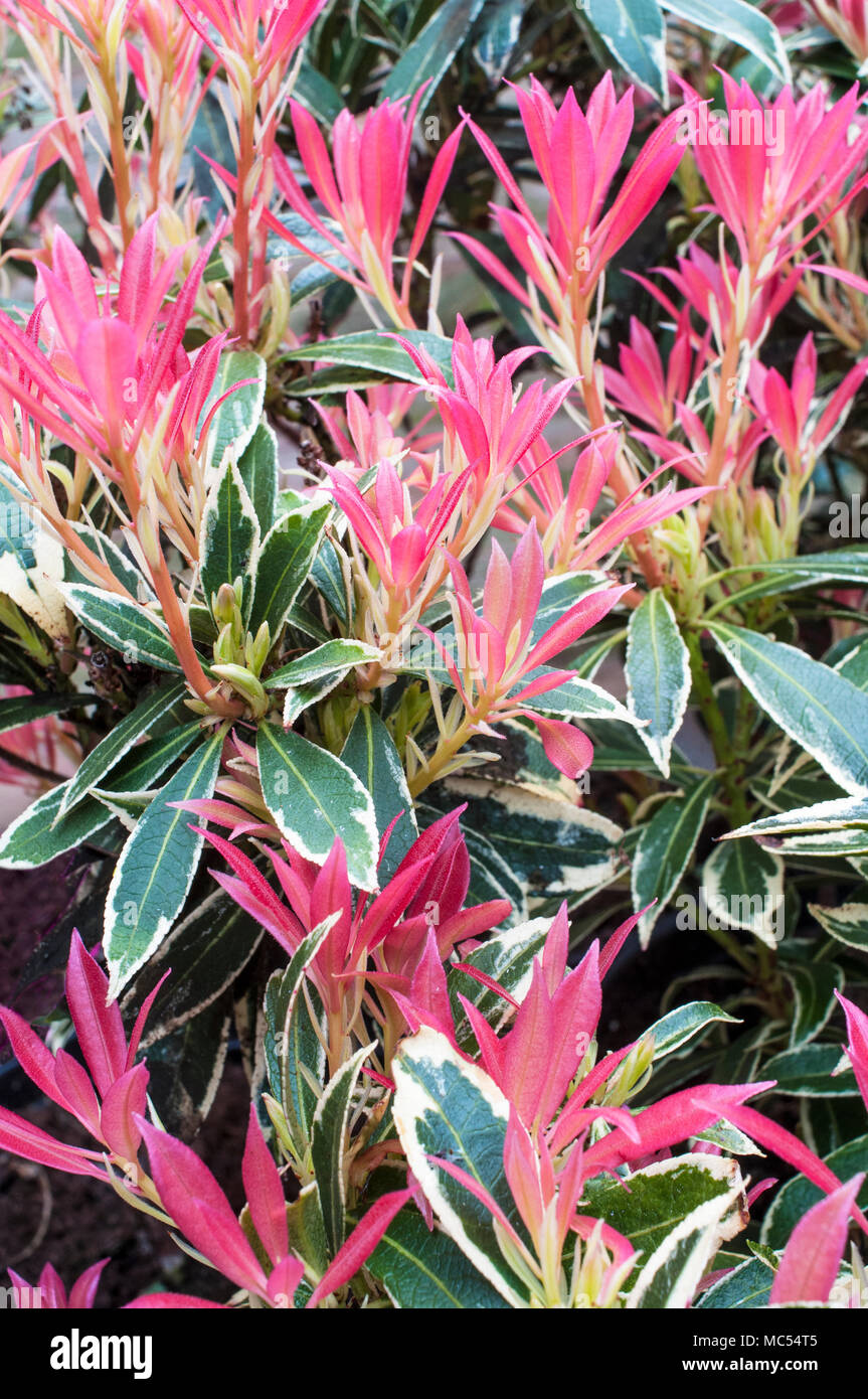 New young red foliage on Pieris Flaming Silver in mid to late spring spring. Growen in acid soil it is an evergreen perennial that is frost hardy. Stock Photo