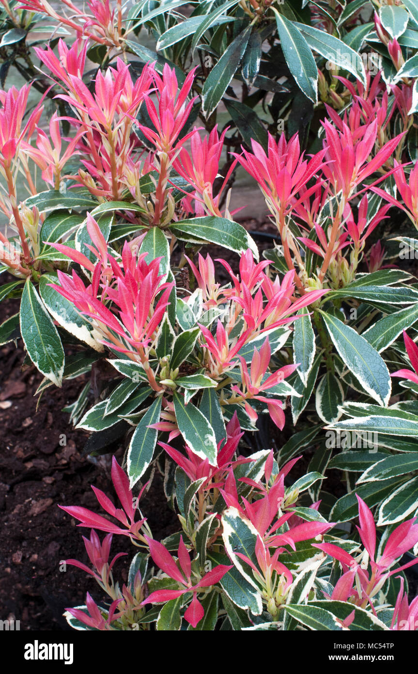 New young red foliage on Pieris Flaming Silver in mid to late spring spring. Growen in acid soil it is an evergreen perennial that is frost hardy. Stock Photo