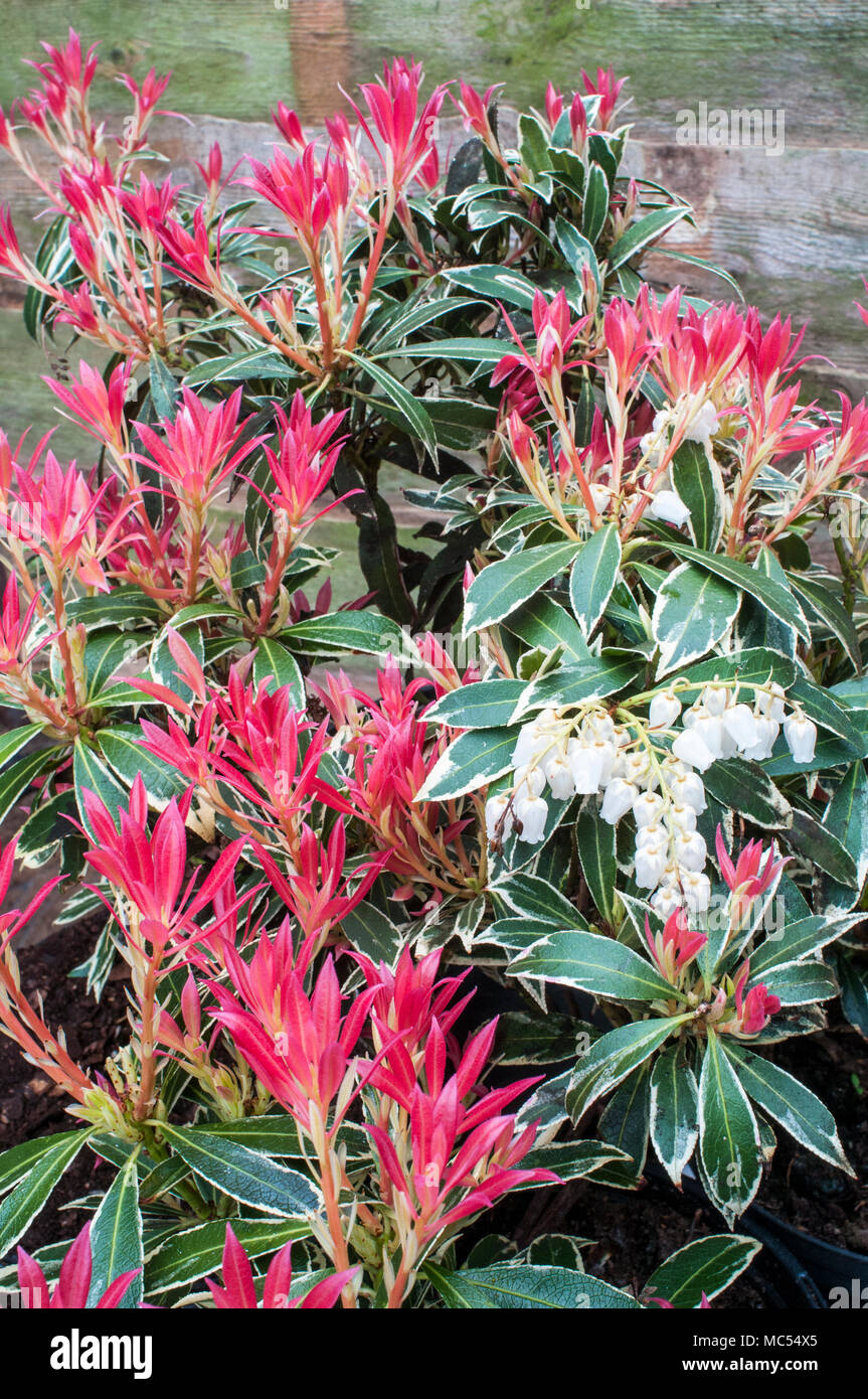 Pieris 'Flaming Silver' with red leaves and urn shaped White flowers in Spring. Growen in acid soil it is an evergreen perennial that is frost hardy. Stock Photo