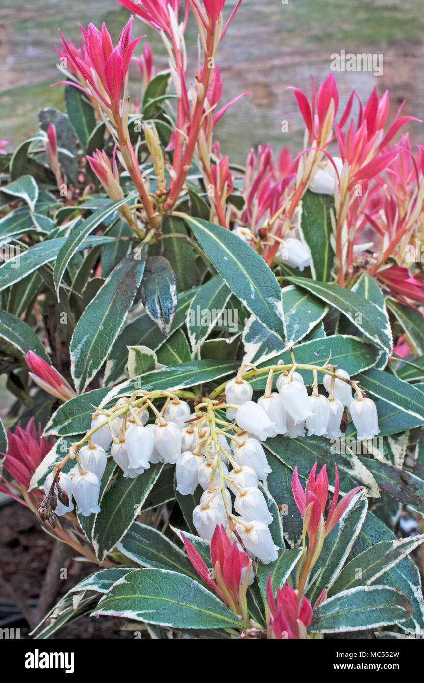 Pieris 'Flaming Silver' with red leaves and urn shaped White flowers in Spring. Growen in acid soil it is an evergreen perennial that is frost hardy. Stock Photo