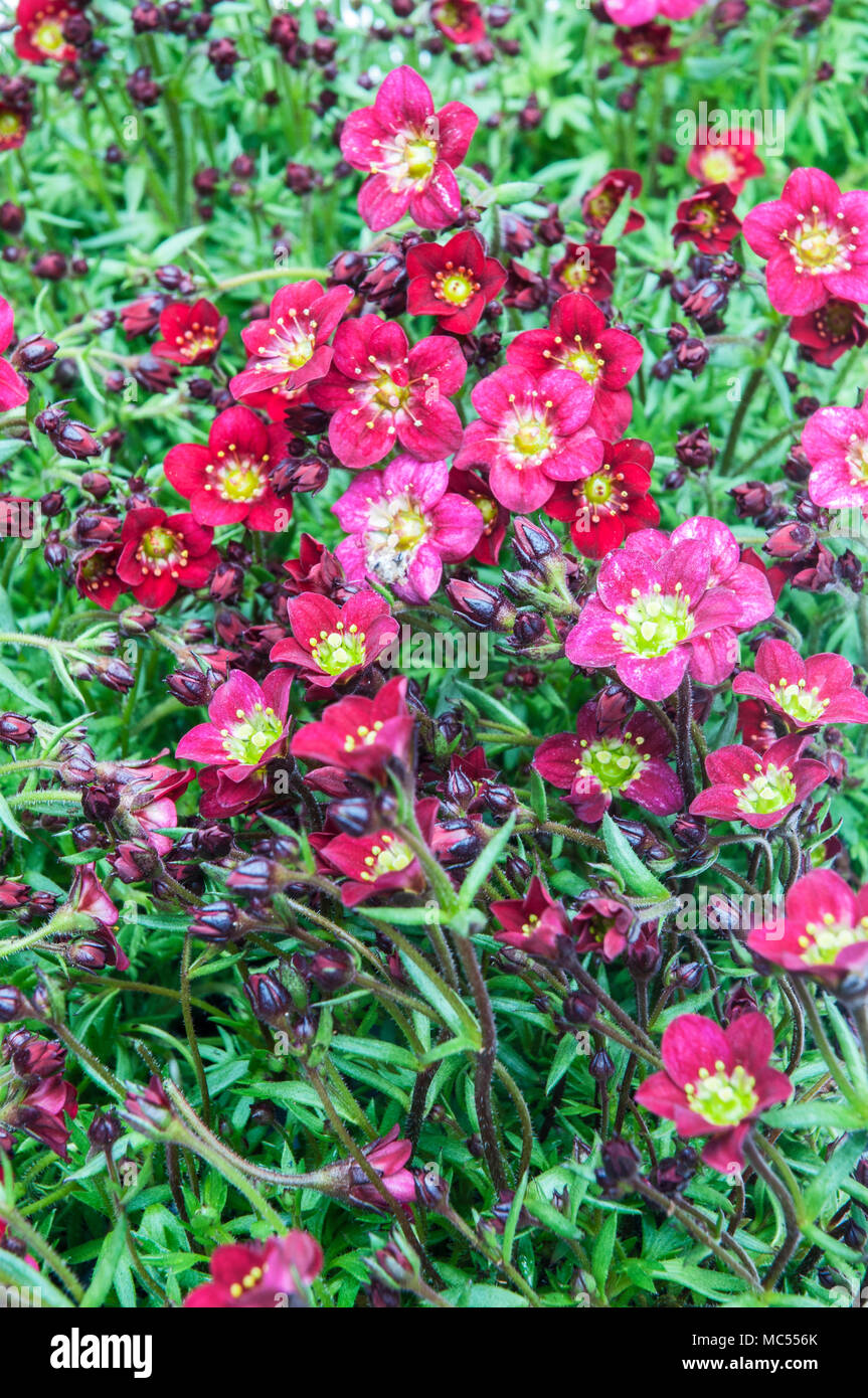 Clump forming Saxifraga 'Peter Pan Red' coming into flower in early Spring. Stock Photo