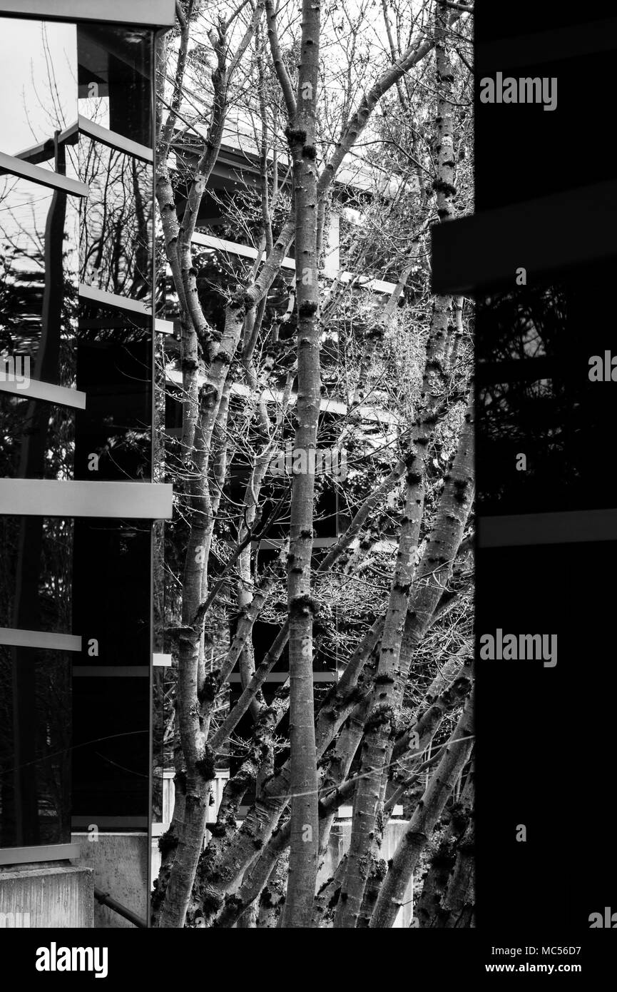 Abstract image of office building with window reflections of trees and ...