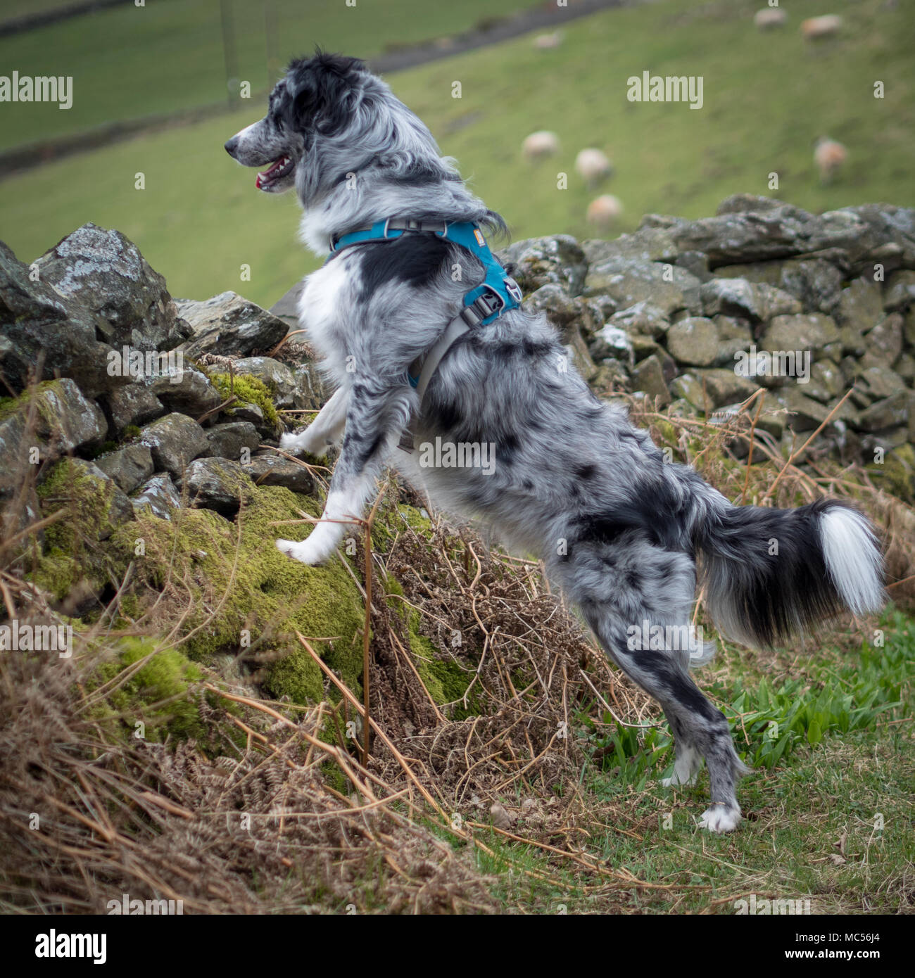 Long haired blue merle border clearance collie