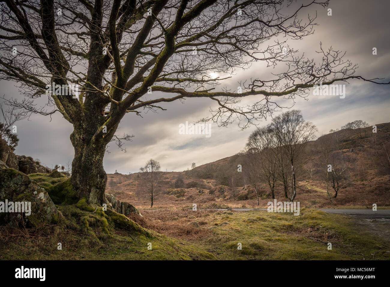 An old gnarly tree at Brown Howe on the shores of Coniston Water. Stock Photo