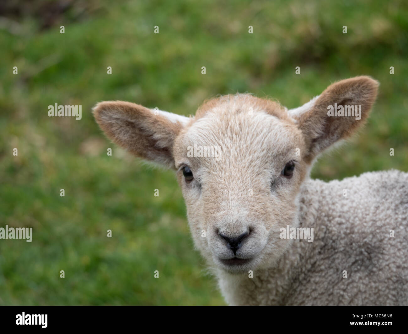 A new born lamb in a field in the Lakes. Stock Photo