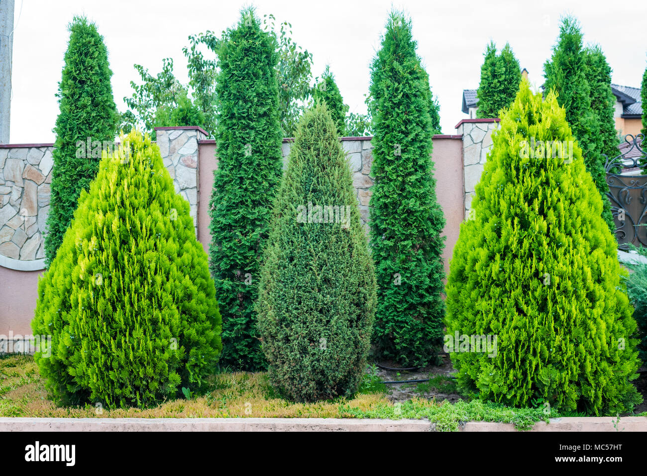 decorative evergreen trees for landscaping Stock Photo