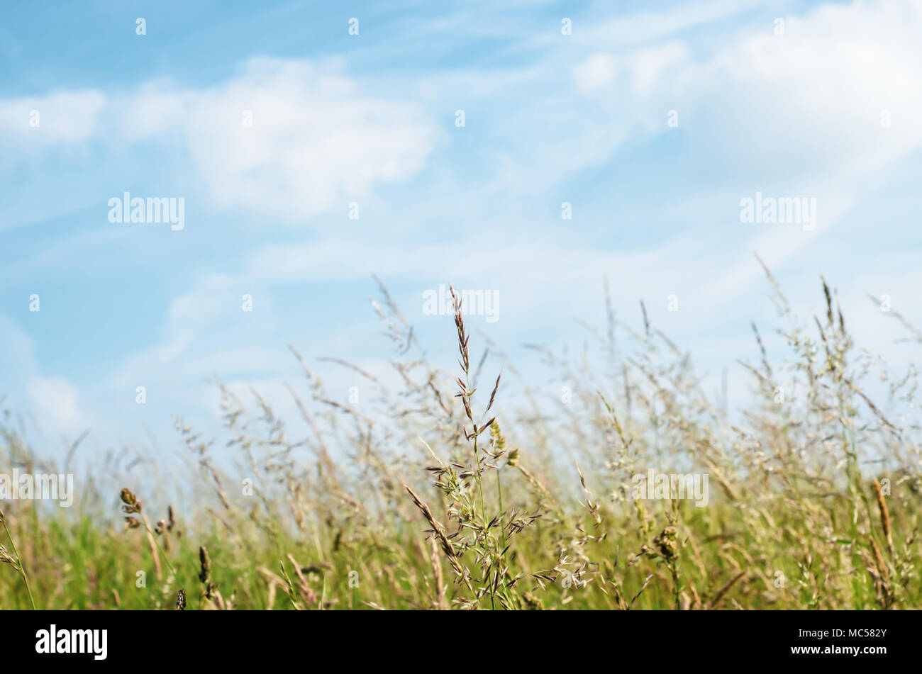 A variety of tall, wild grasses, bending in a Summer breeze. Bright sunny day with blue sky and white clouds. Stock Photo