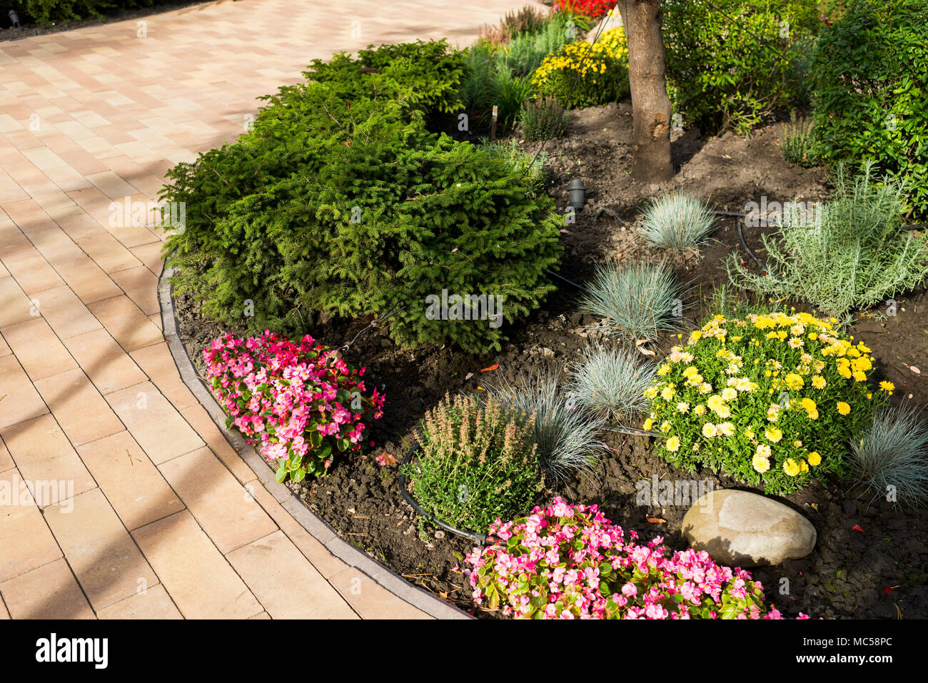 bushes and flowers in landscape design Stock Photo Alamy