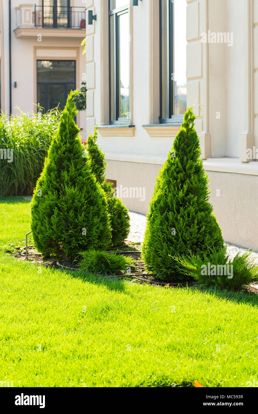 Decorative trees and bushes in the design of the flowerbeds Stock Photo ...